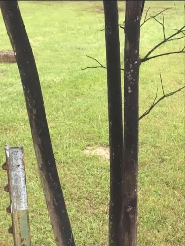 Crape Myrtles with Bark Scale