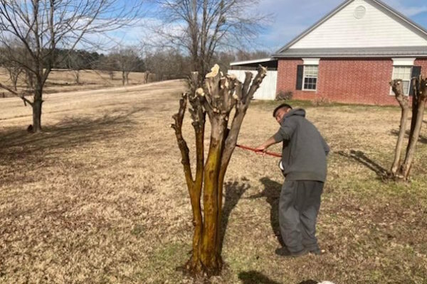 Crape Myrtle Spraying