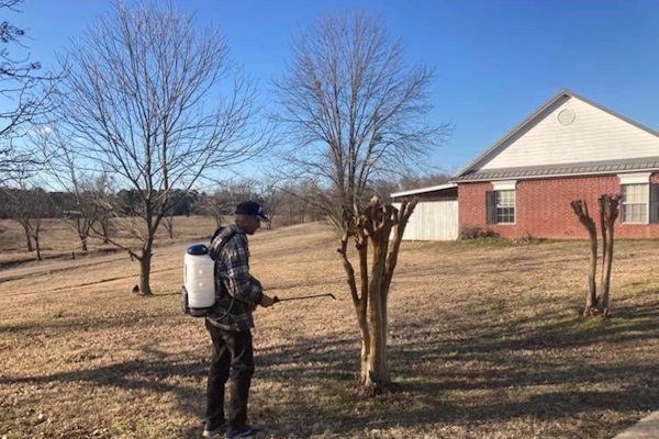 Crape Myrtle Spraying