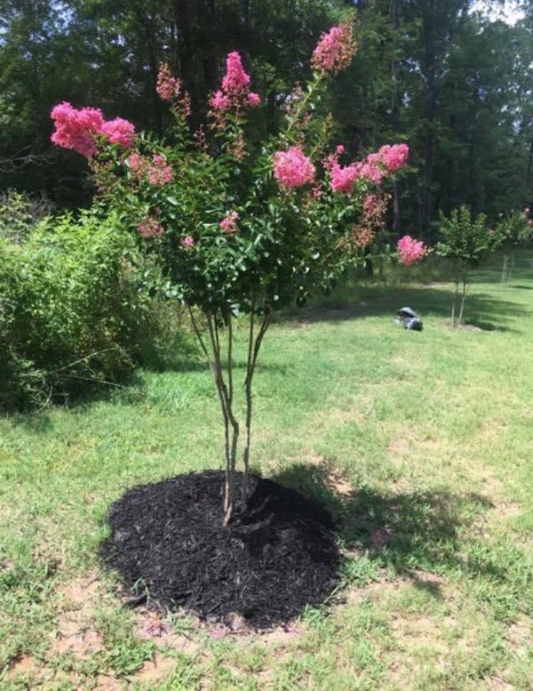 Crape Myrtle Full Bloom Crape Myrtle Full Bloom